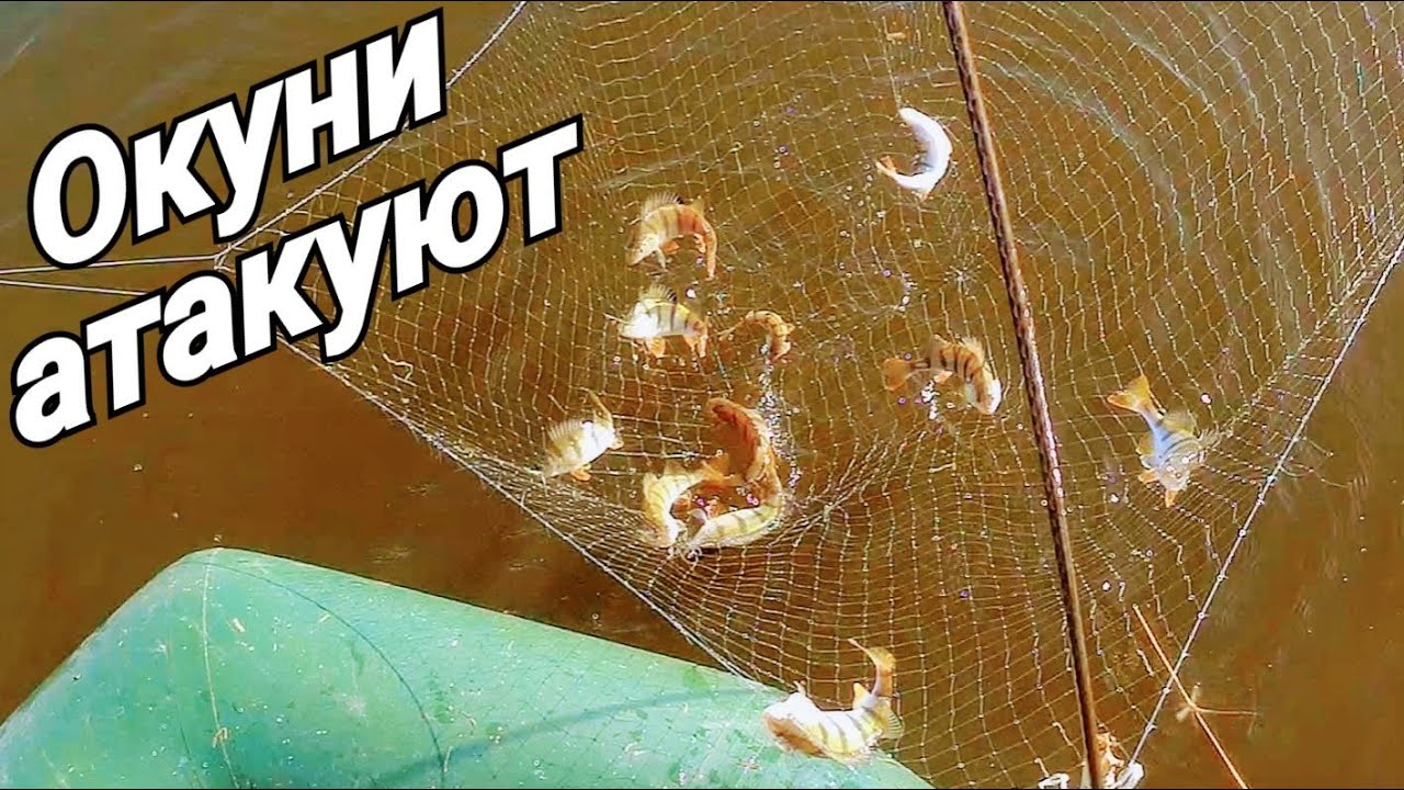 Рыбалка на паук! Нашёл скопление окуня! Рыба на каждом забросе! Паук снова не подвёл! Рыбалка 2021! смотреть онлайн