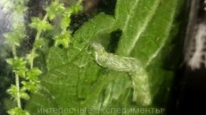 СОВКА САДОВАЯ СЕРО-БУРАЯ. Гусеница совки. Большая бабочка мотылек. Чем питается гусеница совки. DIY