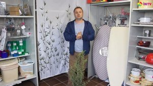 Можжевельник обыкновенный "Suecica" (Juniperus communis)