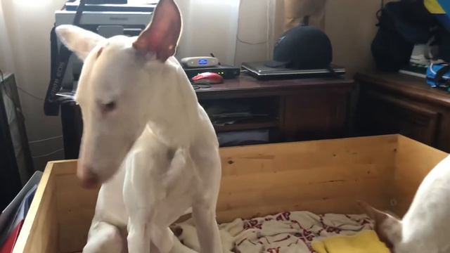 Podenco Ibicenco смотреть онлайн