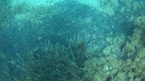 крылатка сафага 21 египет шамс