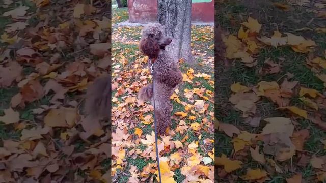 Пудель Портер смотреть онлайн