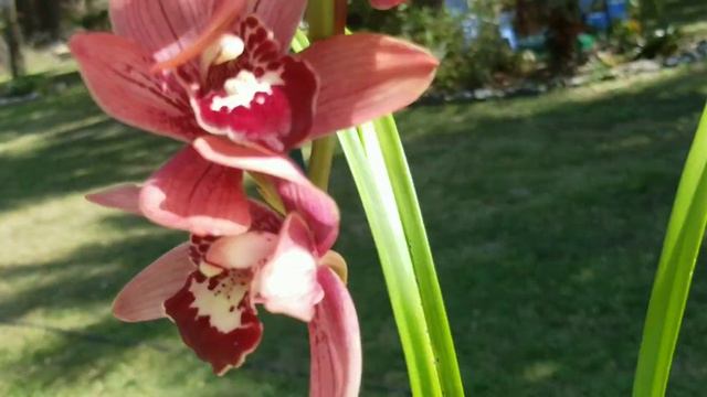 ORCHID HAUL....WAIT...ORCHID HAULS!!! смотреть онлайн