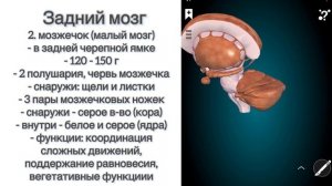 Анатомия Головной мозг (часть 2): Задний, Средний, Продолговатый