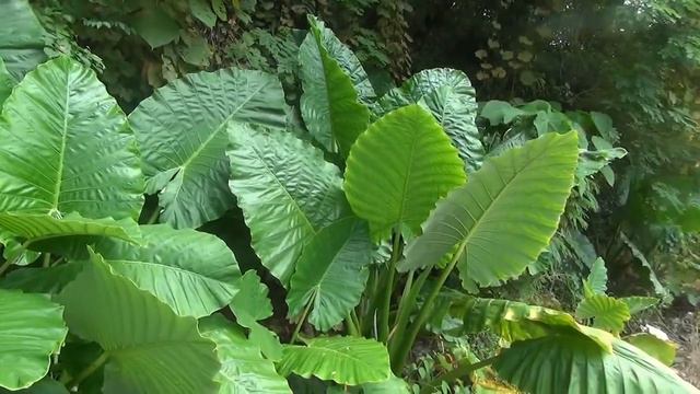 Лопухи Таиланда смотреть онлайн