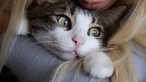Вот так целуют кота Бучика. (Cat kiss on the head).mp4