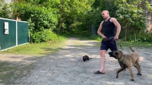 Бельгийская овчарка Дрессировка с котами
