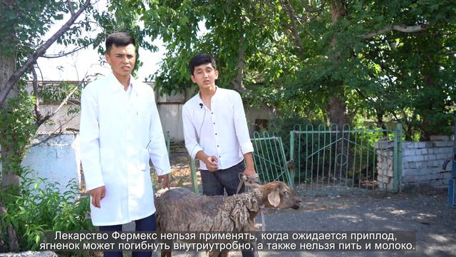 Вкалывание препарата Фермекс в ветеринарии. Джалал-Абадский колледж