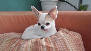 Чихуахуа отдыхает - наш любимчик Рексюля