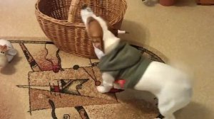 VIDEO0016
