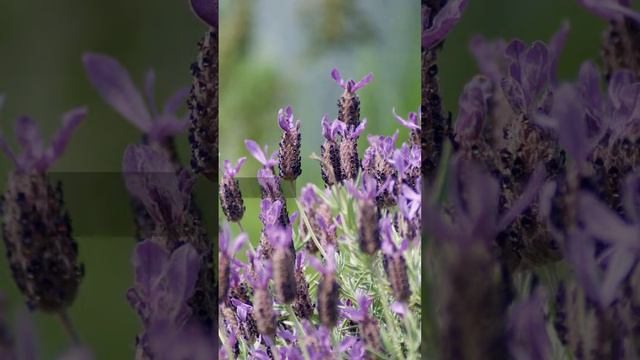 French Lavender - Plants In Focus With Petalberry Garden смотреть онлайн