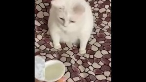 Кот не любит сметану.