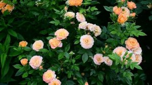 Любимые розы моего сада, часть 2