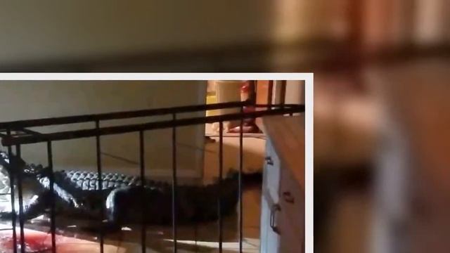 Berlin bombing survivor Saturn the alligator dies - Latest News смотреть онлайн