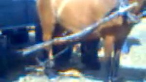 укол лошади часть 1....