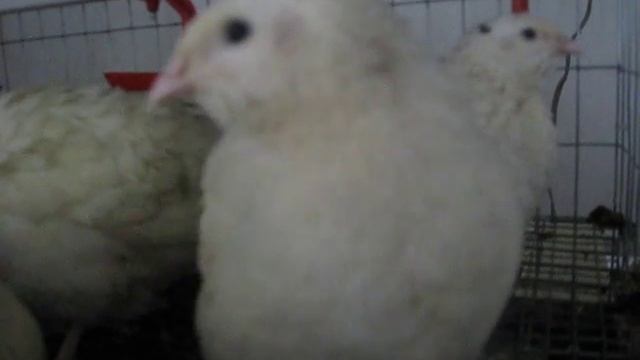 Перепела-техасский альбинос смотреть онлайн