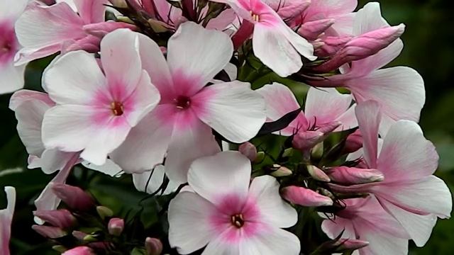 Phlox paniculata Bright Eyes смотреть онлайн