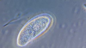 Питание инфузории Colpidium. \ The nutrition of ciliate Colpidium.