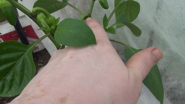 Как формировать перцы и баклажаны чтобы в ИЮНЕ снять первые плоды