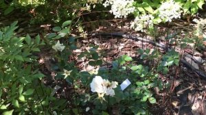 Розы ,которые не стоит сажать  в своём саду !