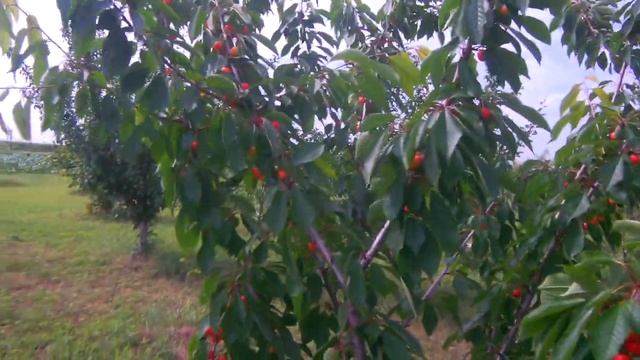 Немного о черешни 19.06.21 смотреть онлайн