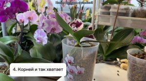 5 причин НЕ сажать в керамзит ОРХИДЕЮ