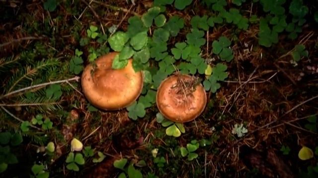 Рядовки Красные или Желто-Красные. Говорушки Булавоногие. Белопаутинники. Ложные опята. Лес Телеши.