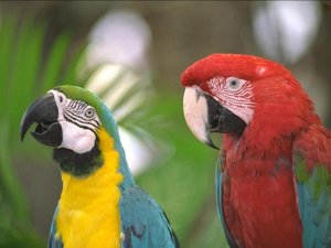 «Попугаи джунглей Амазонки» Funk импровизация фортепиано композитор Виктор Михайлович Анохин