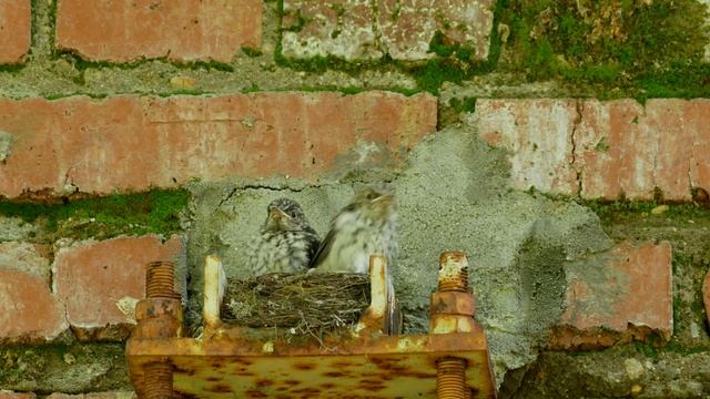 Мухоловка серая 170723 1 Подмосковье Кормежки и суета птенцов, один оказался за бортом смотреть онлайн