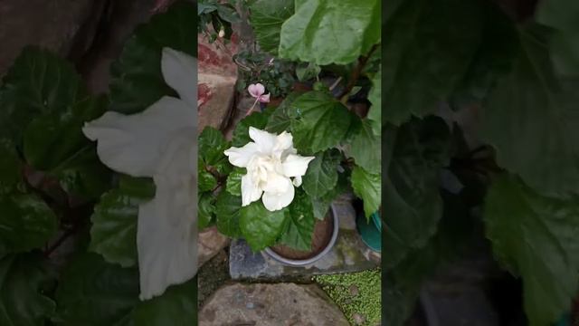 🌼🌺🌺💮White Hibiscus Blossom 🤞🤞🤞