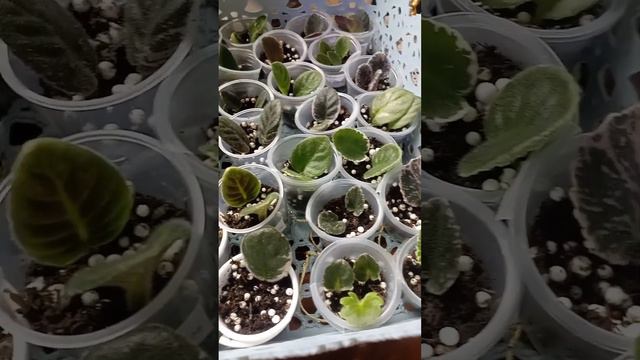 Обзор новеньких Сортов Мини 1 часть🤗🍃✨ смотреть онлайн