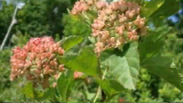 Prairie Ninebark (Physocarpus opulifolius) смотреть онлайн