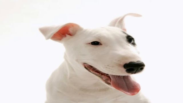 Топ 5 самых опасных СОБАК! смотреть онлайн