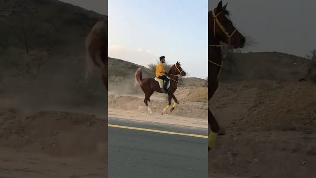 Арабская порода лошадей. #horses #рекомендации #арабскаялошадь #лошади