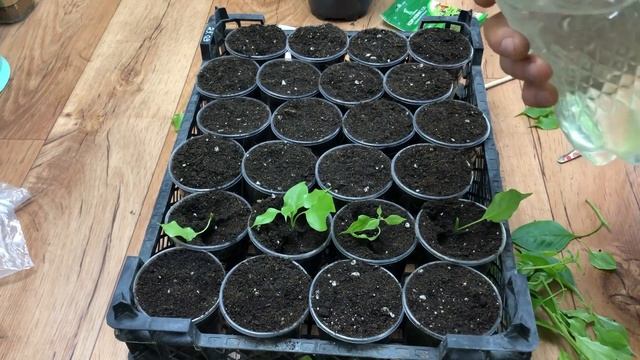 Как УКОРЕНЯЕТСЯ БУГЕНВИЛЛЕЯ? РЕЗУЛЬТАТ черенкования и ЦЕНЫ впечатляют! смотреть онлайн