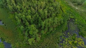 Погружение в природу. Вечер на болоте. Маклок