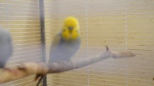 Радужные волнистые попугаи