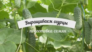 Как вырастить огурцы от семян до высадки в грунт