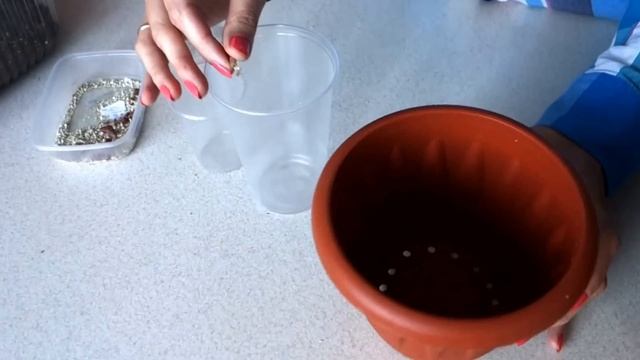 Посадка ризом ахименесов: имеет ли значение объем кашпо для старта? смотреть онлайн