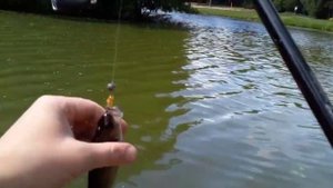 ОХОТА НА ХИЩНИКА.РЫБАЛКА НА ОКУНЯ И ЩУКУ.ПАРК КУЗЬМИНКИ.