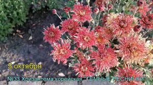 №33 Хризантема корейская ТЕМНЫЕ РЕСНИЧКИ 5 10 2023