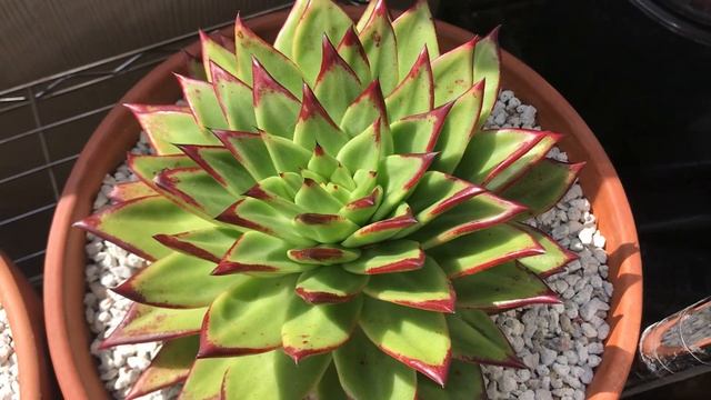 Tips on Differences Between Echeveria Agavoides Ebony and Echeveria Agavoides Lipstick смотреть онлайн