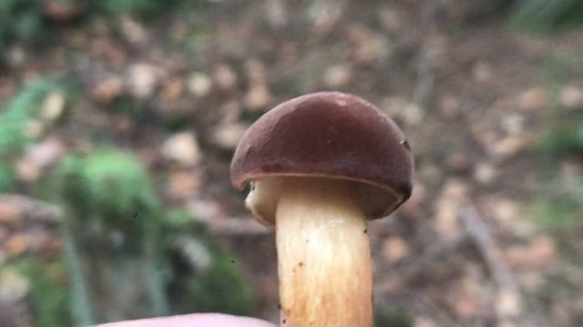 Il Boleto baio: un fungo simile al porcino смотреть онлайн