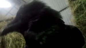 Где зимует ворон?  Вы удивитесь!