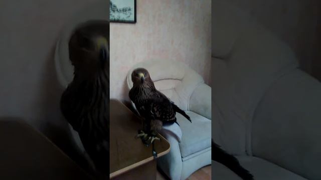 Орел в доме смотреть онлайн