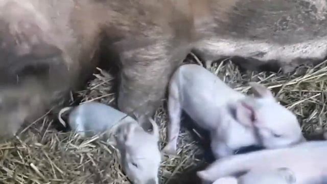 Дикие кабаны и домашние свиньи. Часть 2 не последняя.
Wild boars and domestic pigs.