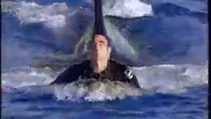 Дрессированная касатка