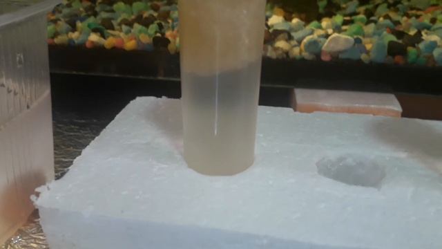 #Разведение#и#кормление#акварюмистика смотреть онлайн