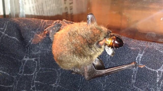 Пищевые тараканы. Мышь есть тараканов. Веселый таракан. Смешной таракан. Мыши и тараканы.