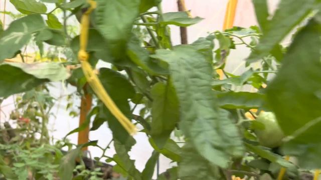 Дача . Несмотря на все проблемы жизнь продолжается .